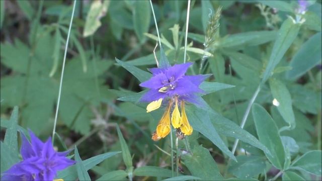 Природа, Конец июня смотреть онлайн