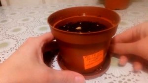 Посадка семян кофе Арабика