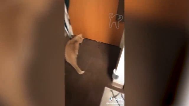 BEST DANK CAT MEMES COMPILATION OF 2020 PART 10 (from TikTok) смотреть онлайн