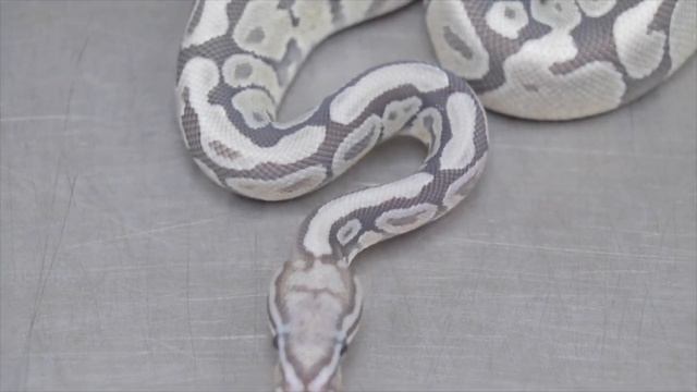 WORLD’S FIRST Ball Python - Introducing The AQUA TERRA Project!! смотреть онлайн