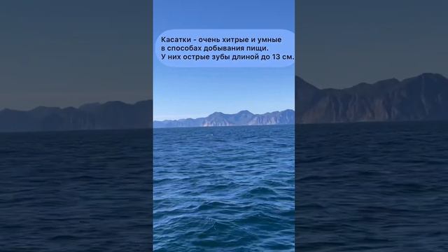 Стая хищных касаток в Тихом океане. Отдыхаем на Камчатке. смотреть онлайн