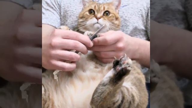 #shorts Маникюр для кошки?? Manicure for a kitty смотреть онлайн