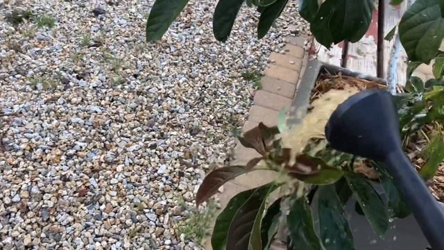 How to supercharge your avocado tree leaves... смотреть онлайн