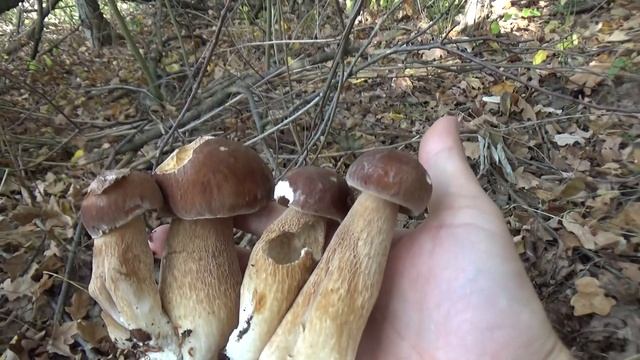 За белыми грибами МНОГО БЕЛЫХ ГРИБОВ! смотреть онлайн