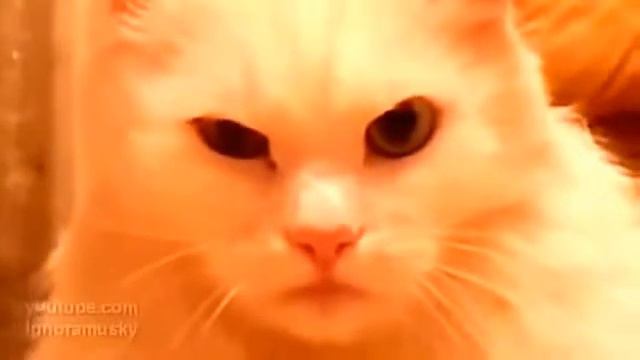 Опасно подозрительный кот смотреть онлайн