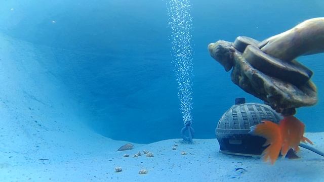 Жизнь пруда камера под водой