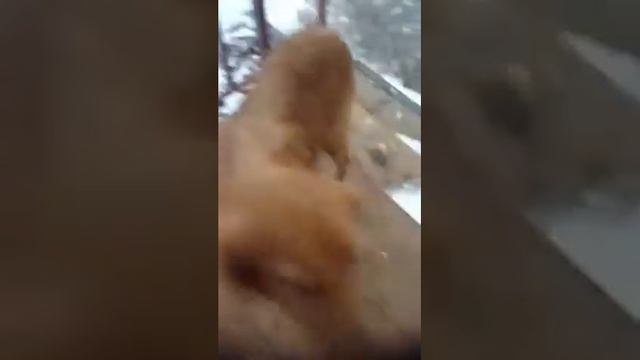 Бездомная собака смотреть онлайн