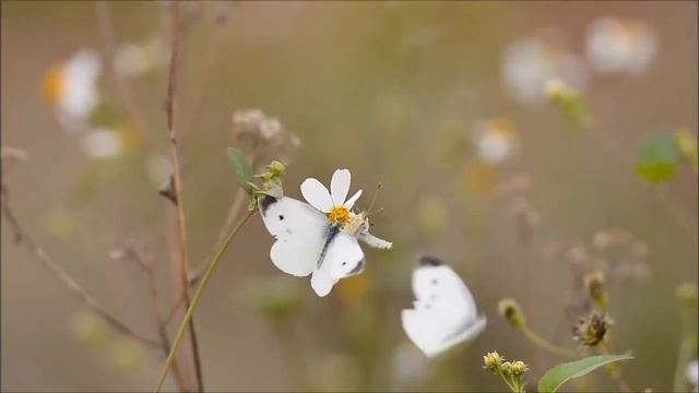 Красивый танец Стихи Елены Морозовой, музыка и исполнение Кирилл Потылицин, видео Елены Рыжаковой! смотреть онлайн