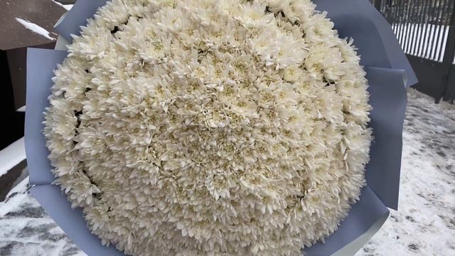 101 белоснежная хризантема Балтика смотреть онлайн