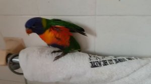 ЭЛЛА АВСТРАЛИЯ НОВЫЙ КАНАЛ ДОБРО ПОЖАЛОВАТЬ !