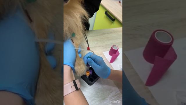 Как берут кровь у домашних животных смотреть онлайн