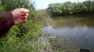 Просто рыбалка на реке Хопёр. Синец на фидер.