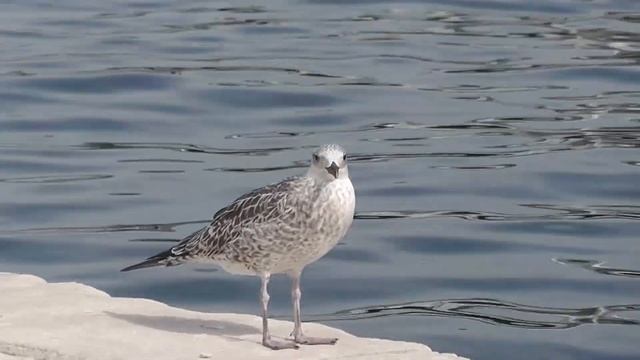 Сень Хорватия смотреть онлайн