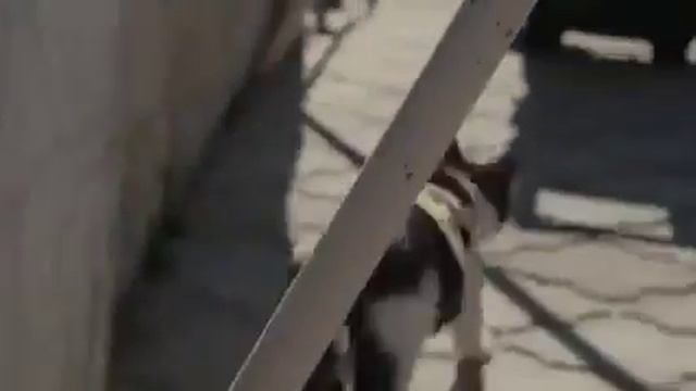 Коты против зомби смотреть онлайн