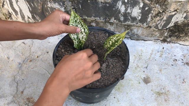 Use papaya fruit sap to stimulate the roots of Aglaonema flowers смотреть онлайн