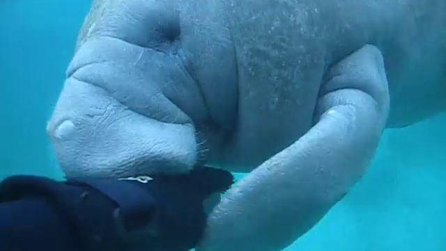 Manatee Attack - A Manatee Tries To Bite Off My Hand!