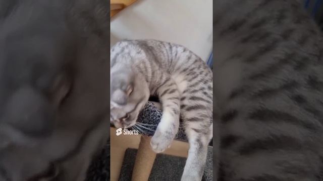 Никуда не пойду ?