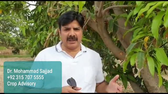 Inspections Of Mango Orchards For Insect Pest & Disease Incidence