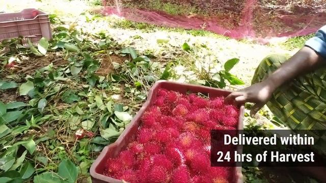 Rambutan Harvest 2020 смотреть онлайн