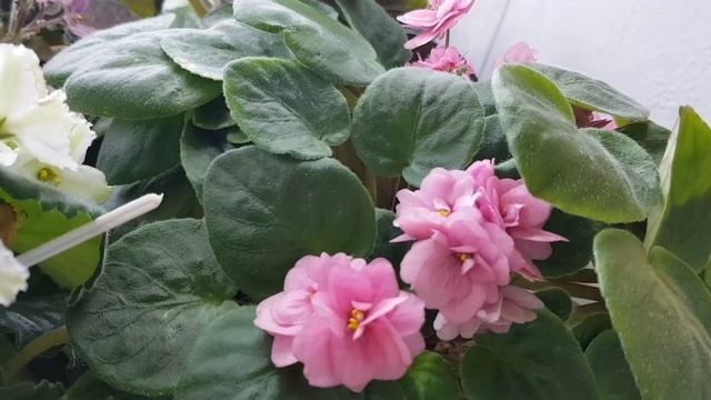 Фиалки трейлеры|Как это и что смотреть онлайн