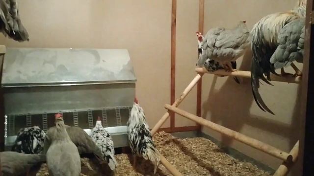 В МОЕМ КУРЯТНИКЕ НЕ ВОНЯЕТ И УБОРКА НЕ НУЖНА? смотреть онлайн