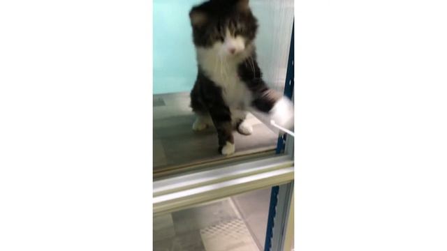 Жизнь Кошек в зоогостинице для Кошек. Смешные котики в Отеле для котов. Приколы смотреть онлайн