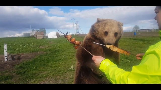 Шашлык для медведя // Что выберет Вася курицу или грушу? смотреть онлайн