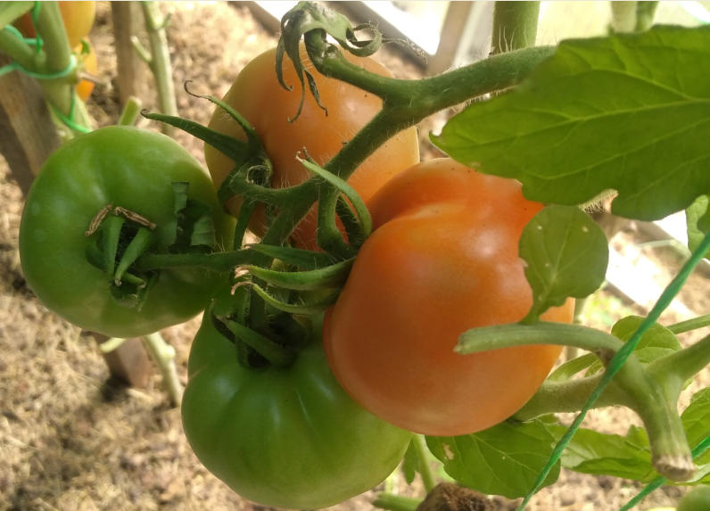 Чтобы томаты покраснели прямо на ветках Как ускорить созревание