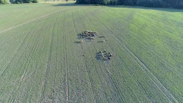 Выпас овец с помощью квадрокоптера. смотреть онлайн