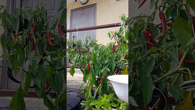Сбор урожая чили перца выращенного в горшке смотреть онлайн