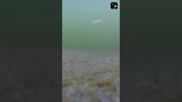 НАЛИМ НА СТУКАЛКУ #shorts #рыбалка #налим смотреть онлайн