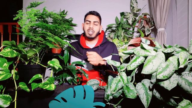HOW TO: WATER INDOOR PLANTS, PREVENT ROOT ROT WITH EASY TIPS AND TRICKS. смотреть онлайн