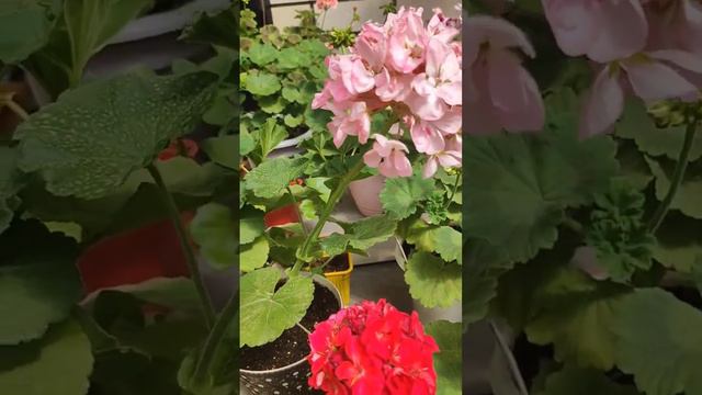 Как заставить цвести?🔥 #гераньцветет #гераньуход смотреть онлайн