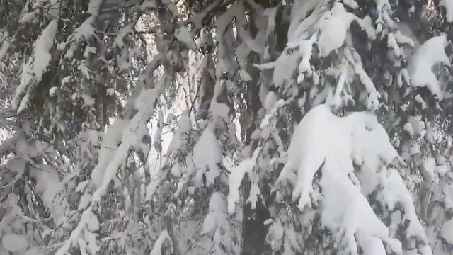 ПУШНОЙ ПРОМЫСЕЛ.соболь смотреть онлайн