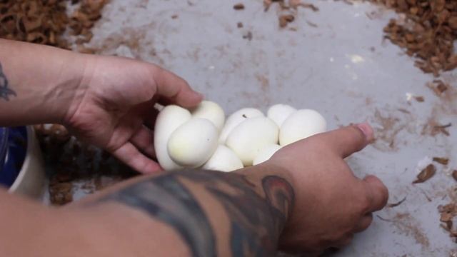 Blue Ghost x Blue Ghost Marble Borneo Short Tail Python Clutch! смотреть онлайн