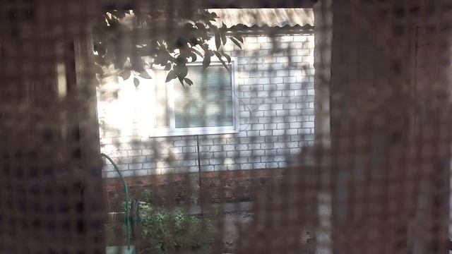 Цикл видео "Соседские Животные" 9(название птиц ,подскажите) смотреть онлайн
