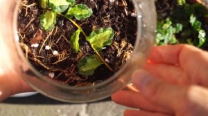 Фикусы пумила краткий обзор