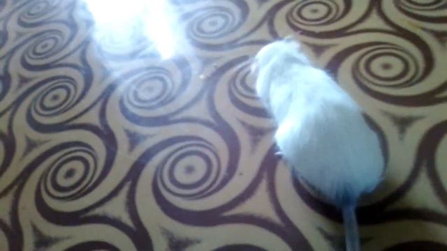 история моей крысы смотреть онлайн