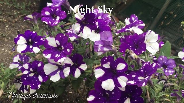 Петунии и калибрахоа смотреть онлайн