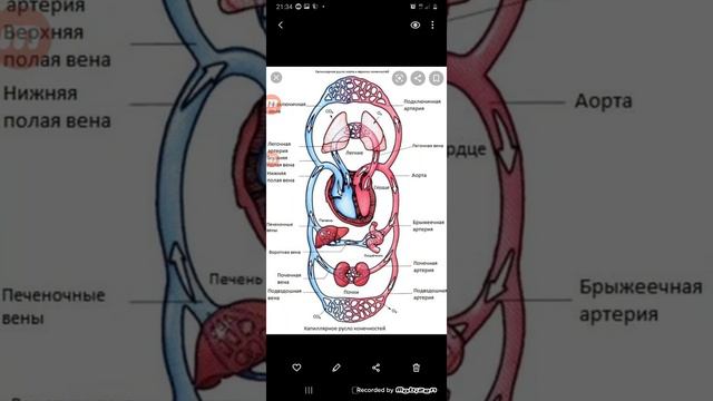 Тема кровь и кровиносная система часть 1 смотреть онлайн