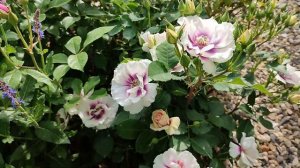 Роза Айс фо Ю в Подмосковье