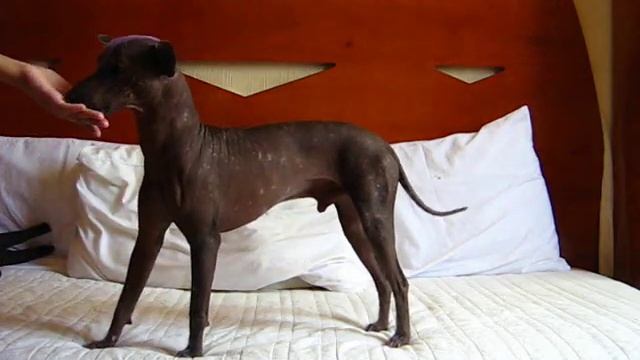 Xoloitzcuintle, beauty and brains!! смотреть онлайн