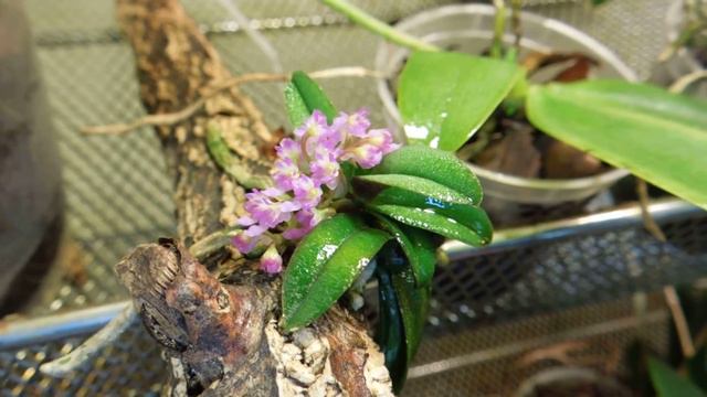 ORCHID - Schoenorchis Fragrans