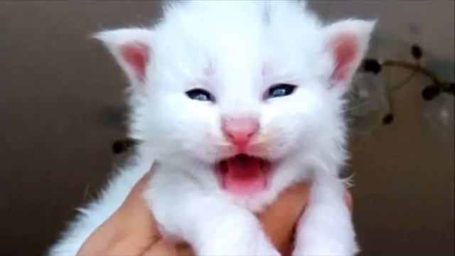 Девушка подобрала белого котёнка и оставила у бабушки. Она испытала шок, увидев каким вырос кот смотреть онлайн