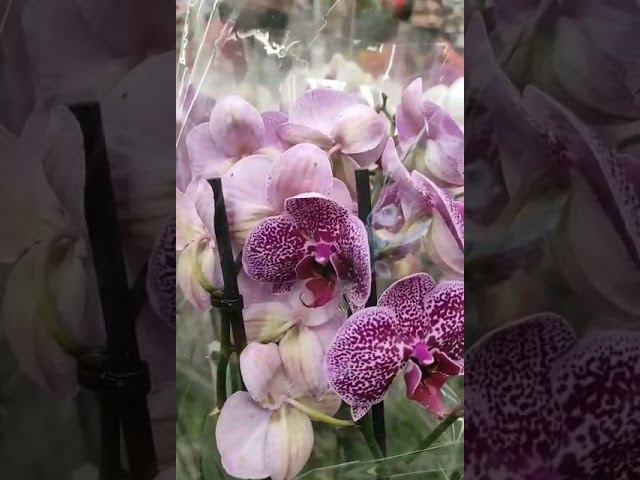 Галина Рязанова Любимые орхидеи #shorts