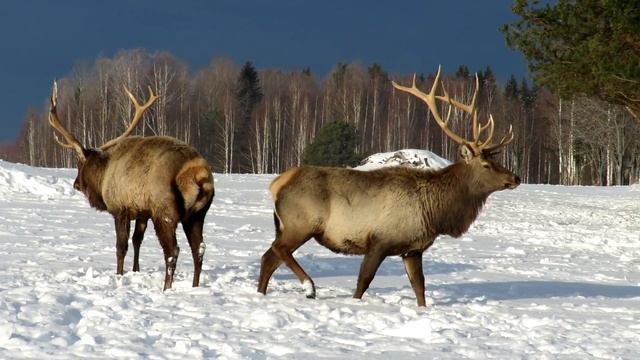 Олени зимой 
