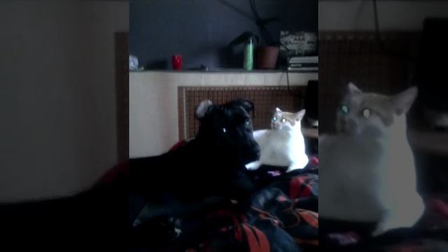 Амстафф и Петя)))) смотреть онлайн
