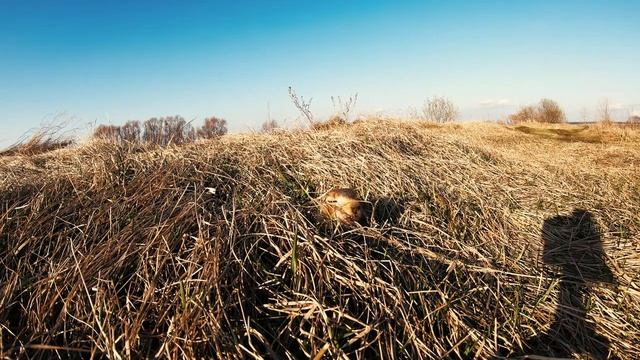 Свист суслика смотреть онлайн
