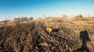 Свист суслика