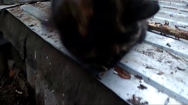 Собака. Порода дворняжка. Хорошая собака Марфа. смотреть онлайн